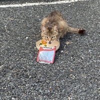 photo de livraison pour Bien vivre avec les Chats Sallélois