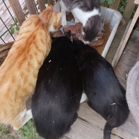 photo de livraison pour HELP
