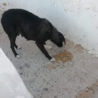 photo de livraison pour 4 Pattes Mogador