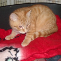 photo de livraison pour Chats du Quercy