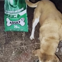 photo de livraison pour Beta Zajecar