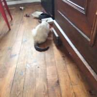 photo de livraison pour Les Chats Libres Condom 32