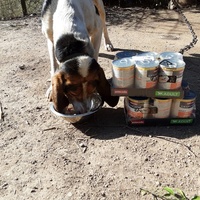 photo de livraison pour Les Chatoyants