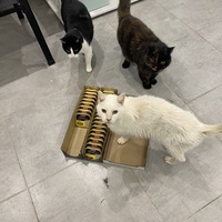 photo de livraison pour SADF (Sauvetage des animaux domestiques de France)