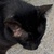 photo animal