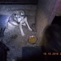 photo de livraison pour Pro Animals Finland ry