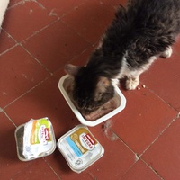 photo de livraison pour Vallée des Chats