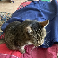 photo de livraison pour Ecole du Chat des Alpilles