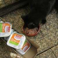 photo de livraison pour Au Bonheur des Chats Libres