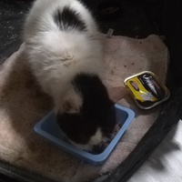photo de livraison pour Les chats de l'Indifférence
