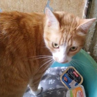 photo de livraison pour FELINS VAGABONDS