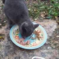photo de livraison pour Les Chats-Pitresdelavi-Ste