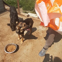 photo de livraison pour Animal Shields Oradea