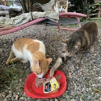 photo de livraison pour Les chats de chez nous