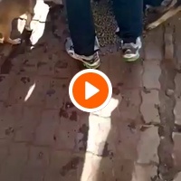 photo de livraison pour Comme Chiens et Chats Maroc