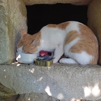 photo de livraison pour Les Chats de la Rue