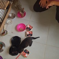 photo de livraison pour Leschatsmartinois