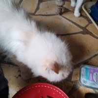 photo de livraison pour Chats Grains d'Amour