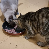 photo de livraison pour Chats Libres des Hauts Cantons de l'Hérault