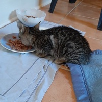 photo de livraison pour Bien vivre avec les Chats Sallélois