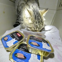 photo de livraison pour Jardin des Chats