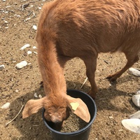 photo de livraison pour La Ferme des Zanimobiles