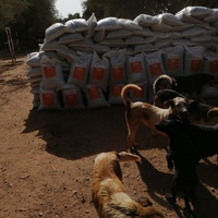 photo de livraison pour Help Adopt Moroccan Animals