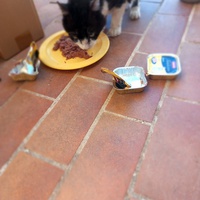 photo de livraison pour L'Ecole du Chat Istreen
