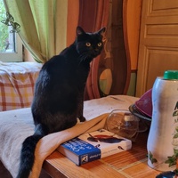 photo de livraison pour Ecole du Chat d’Arbois