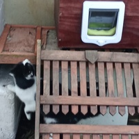 photo de livraison pour Les chats libres de Caro