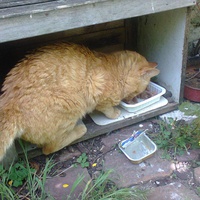 photo de livraison pour Hungry Cats14