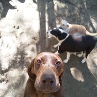 photo de livraison pour P.U.Ž. pomoć ugroženim životinjama Vel Gradište