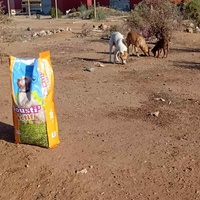 photo de livraison pour Comme Chiens et Chats Maroc