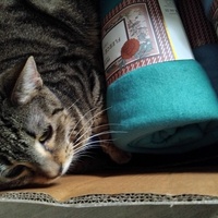 photo de livraison pour Chat Ami pour la Vie