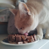 photo de livraison pour Sanctuaire Paradis d'Animaux