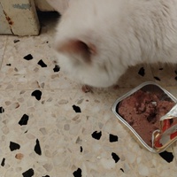 photo de livraison pour Chats Grains d'Amour