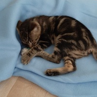 photo de livraison pour Bien vivre avec les Chats Sallélois
