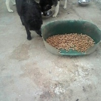 photo de livraison pour Animal Shields Oradea