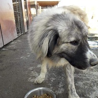 photo de livraison pour Animals voice Macedonia