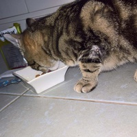 photo de livraison pour Les Chats de la Rue