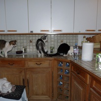 photo de livraison pour Chats Heureux