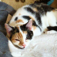 photo de livraison pour Anima'passion