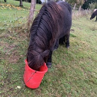 photo de livraison pour Espoir au Galop