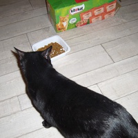 photo de livraison pour Chats Sans Toi"T"