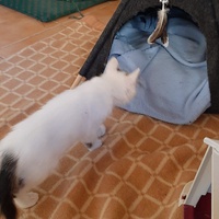 photo de livraison pour Bien vivre avec les Chats Sallélois