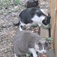 photo de livraison pour Clan du chat libre