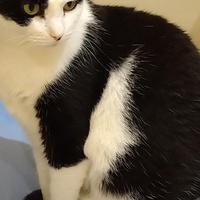 photo de livraison pour Cœur Animal