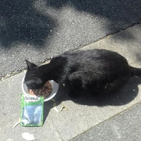 photo de livraison pour Chats Maux
