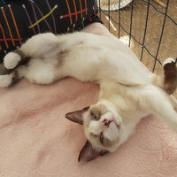 photo de livraison pour Association Des  Chats  De Hyeres