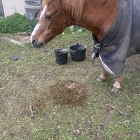 photo de livraison pour Espoir au Galop